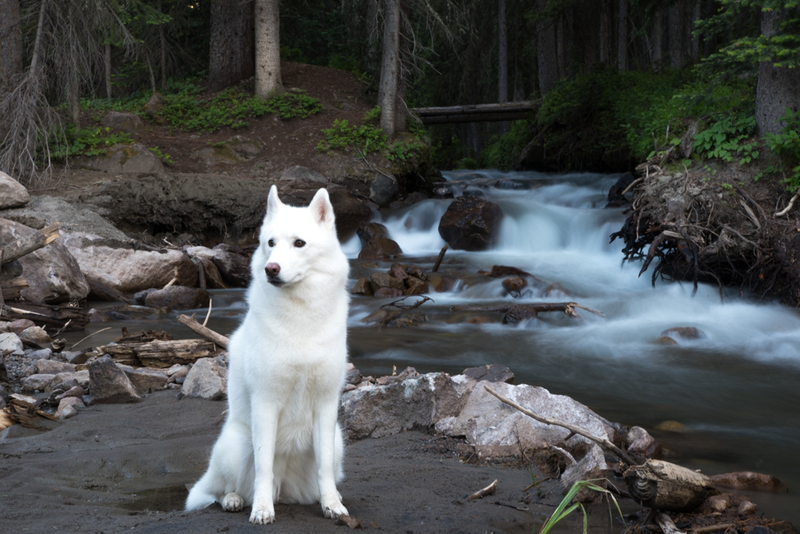 Illustration for article titled 39 *Scratchy Scratchy* Photos of Dogs